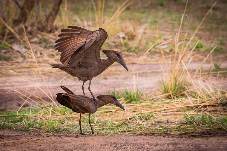 113 Zambia, South Luangwa NP, hamerkoppen.jpg